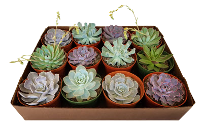 Echeveria Assortment